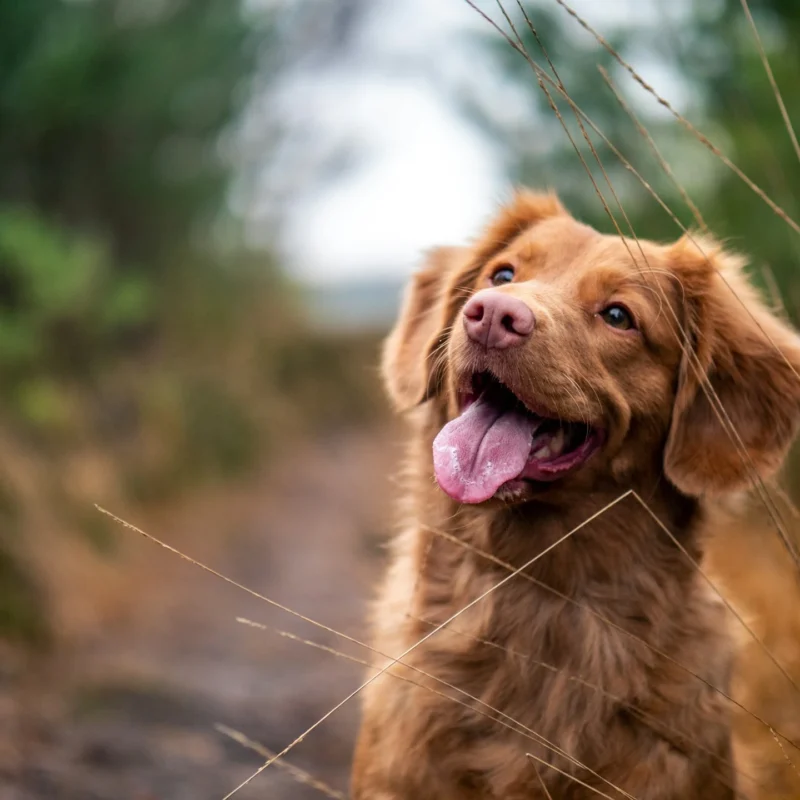 Forgotten Pets: The Importance of Pet Provisions in Wills